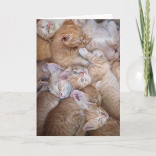 Cutest Baby djur Orange Kitten Pile Kort