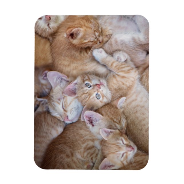 Cutest Baby djur | Orange Kitten Pile Magnet (Vertikal)