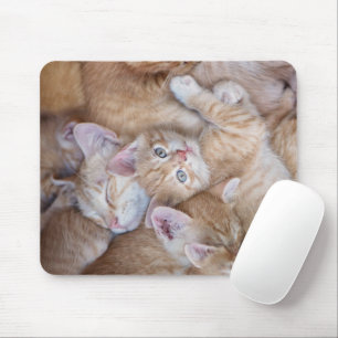 Cutest Baby djur   Orange Kitten Pile Musmatta