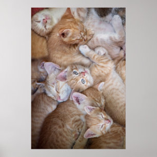 Cutest Baby djur   Orange Kitten Pile Poster