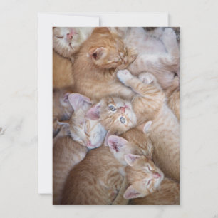 Cutest Baby djur Orange Kitten Pile Tack Kort