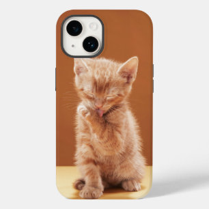 Cutest Baby djur Orange Tabby Kitten