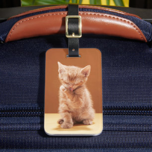 Cutest Baby djur   Orange Tabby Kitten Bagagebricka