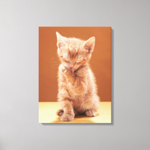 Cutest Baby djur   Orange Tabby Kitten Canvastryck