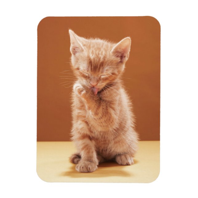 Cutest Baby djur | Orange Tabby Kitten Magnet (Vertikal)