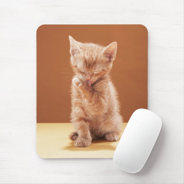 Cutest Baby djur | Orange Tabby Kitten Musmatta (Med mus)