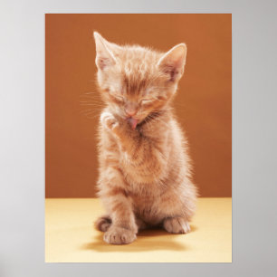Cutest Baby djur Orange Tabby Kitten Poster