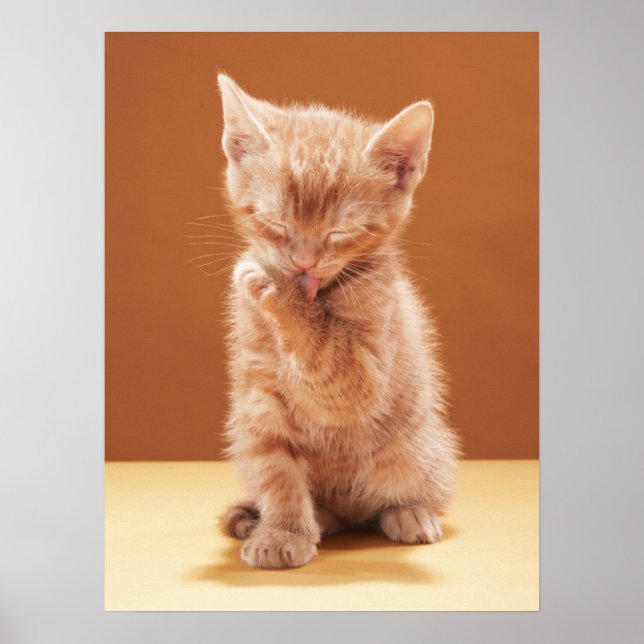 Cutest Baby djur | Orange Tabby Kitten Poster (Framsidan)