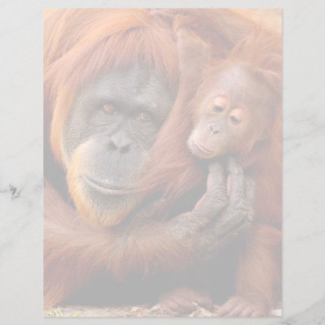 Cutest Baby djur | Orangutan Mamma & Baby (Framsida)