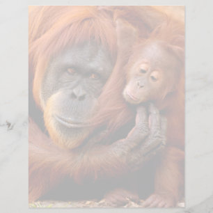 Cutest Baby djur Orangutan Mamma & Baby
