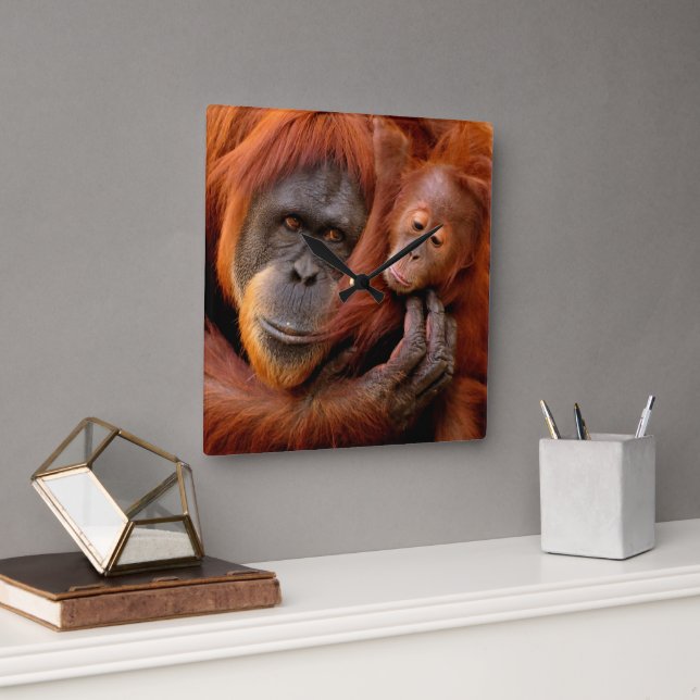 Cutest Baby djur | Orangutan Mamma & Baby Fyrkantig Klocka (Kontor)