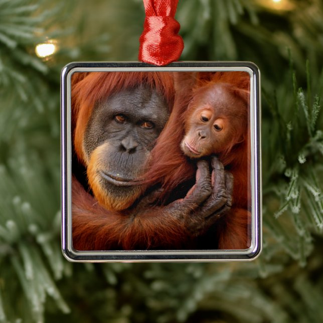 Cutest Baby djur | Orangutan Mamma & Baby Julgransprydnad Metall (Träd)