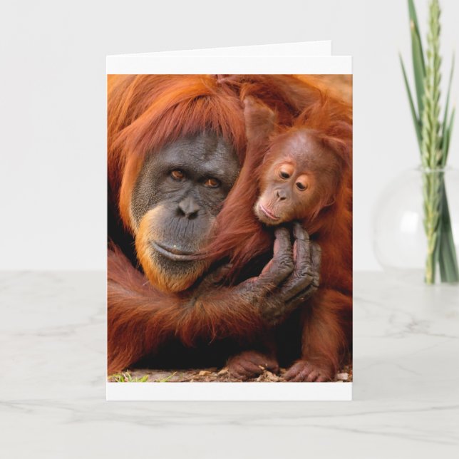 Cutest Baby djur | Orangutan Mamma & Baby Kort (Framsida)