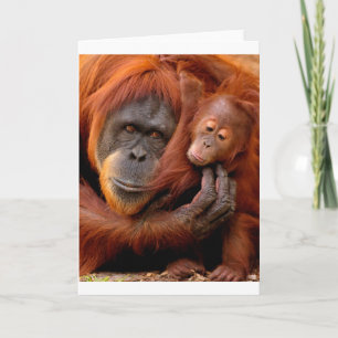 Cutest Baby djur Orangutan Mamma & Baby Kort