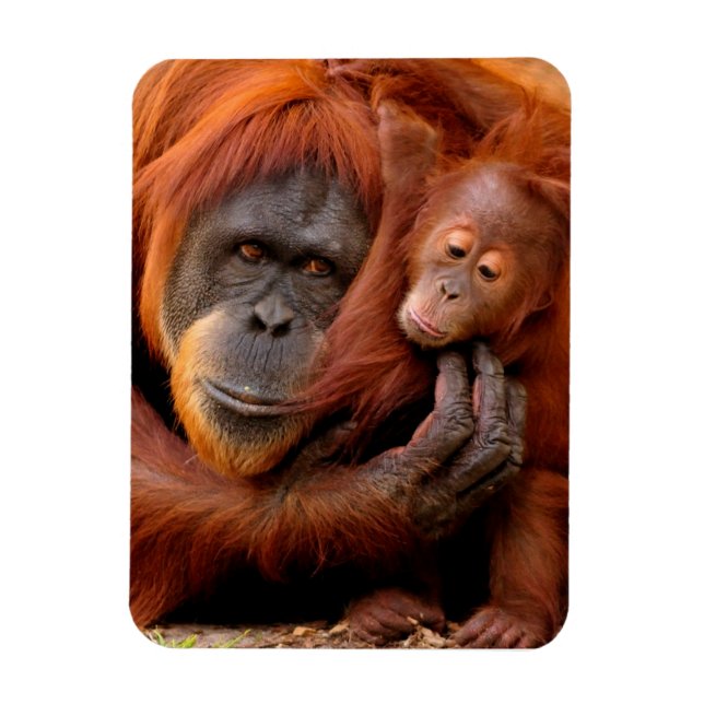 Cutest Baby djur | Orangutan Mamma & Baby Magnet (Vertikal)