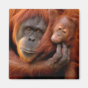 Cutest Baby djur Orangutan Mamma & Baby Magnet