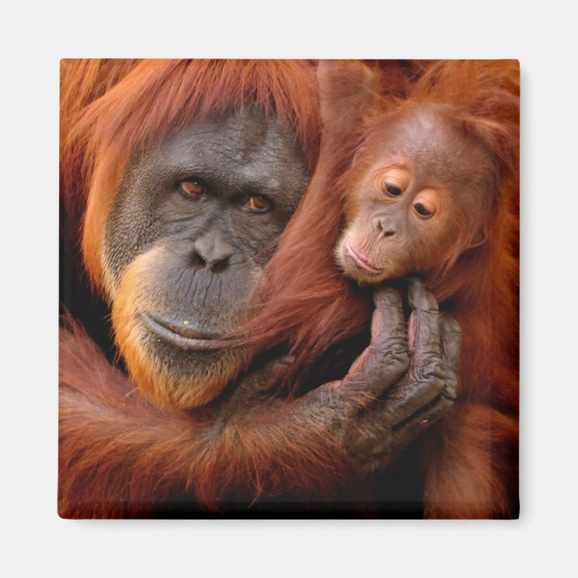 Cutest Baby djur | Orangutan Mamma & Baby Magnet (Framsidan)