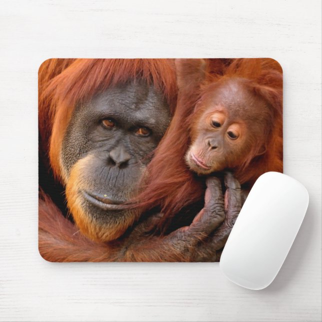 Cutest Baby djur | Orangutan Mamma & Baby Musmatta (Med mus)
