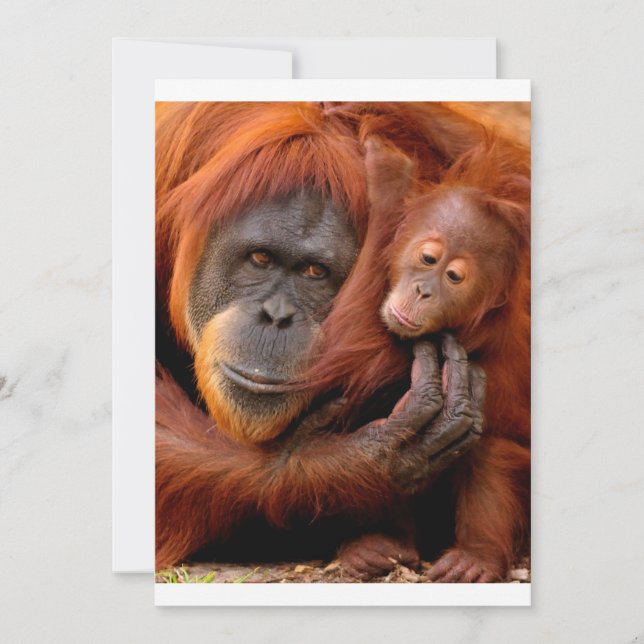 Cutest Baby djur | Orangutan Mamma & Baby Tack Kort (Framsida)