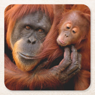 Cutest Baby djur Orangutan Mamma & Baby Underlägg Papper Kvadrat