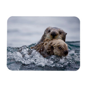 Cutest Baby djur Otter Baby och Mor Magnet