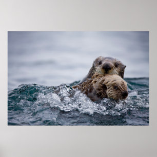 Cutest Baby djur Otter Baby och Mor Poster