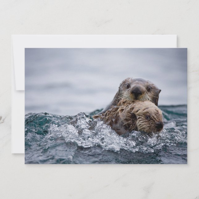 Cutest Baby djur | Otter Baby och Mor Tack Kort (Framsida)