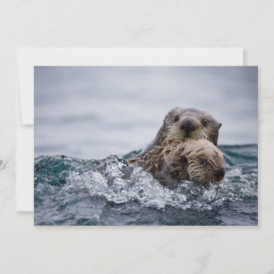 Cutest Baby djur   Otter Baby och Mor Tack Kort