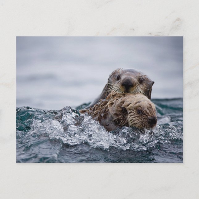 Cutest Baby djur | Otter Baby och Mor Vykort (Framsida)