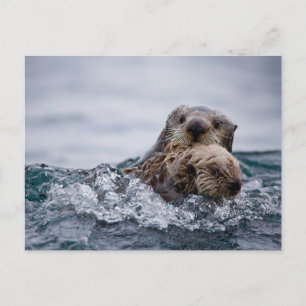 Cutest Baby djur   Otter Baby och Mor Vykort