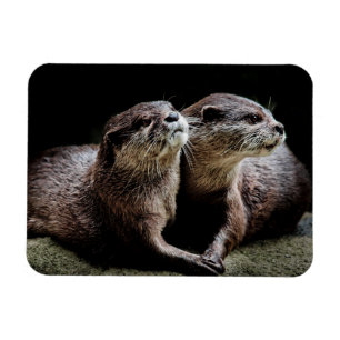 Cutest Baby djur Otters Holding Händer Magnet