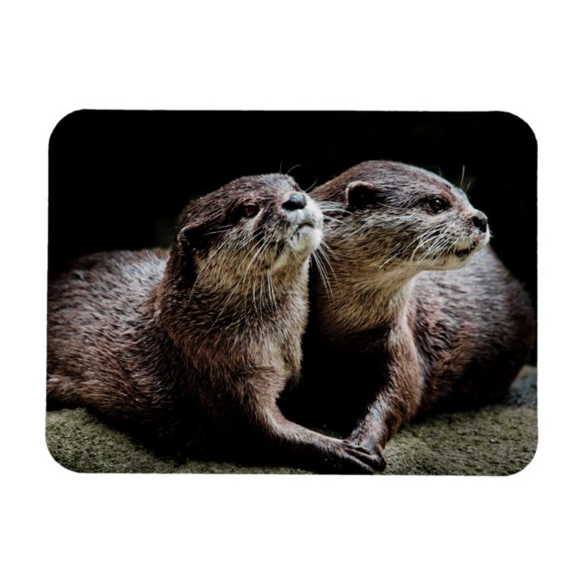 Cutest Baby djur | Otters Holding Händer Magnet (Horisontell)
