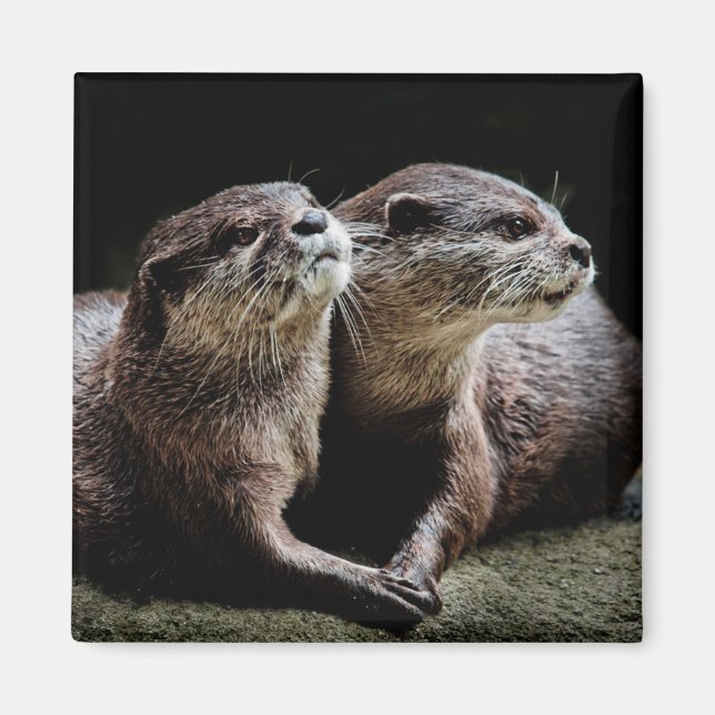 Cutest Baby djur | Otters Holding Händer Magnet (Framsidan)