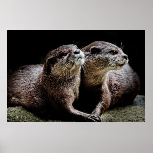Cutest Baby djur Otters Holding Händer Poster