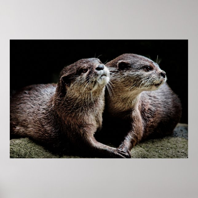 Cutest Baby djur | Otters Holding Händer Poster (Framsidan)
