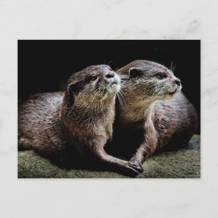 Cutest Baby djur   Otters Holding Händer Vykort