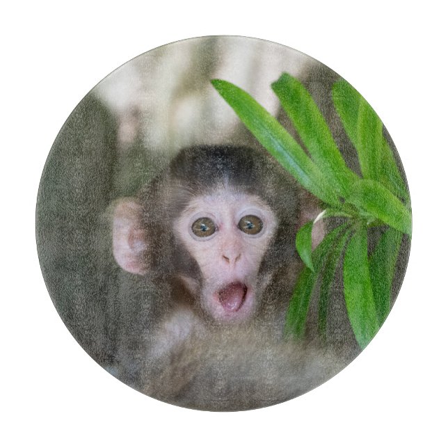 Cutest Baby djur | Överraskad Snö Monkey (Framsidan)