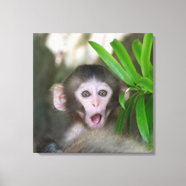 Cutest Baby djur | Överraskad Snö Monkey Canvastryck (Framsida)