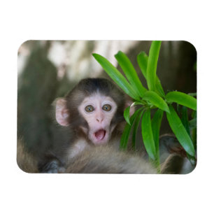 Cutest Baby djur   Överraskad Snö Monkey Magnet