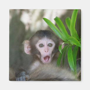 Cutest Baby djur   Överraskad Snö Monkey Magnet
