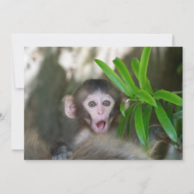 Cutest Baby djur | Överraskad Snö Monkey Tack Kort (Framsida)
