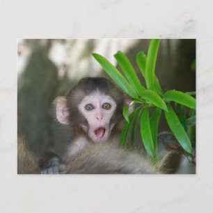 Cutest Baby djur Överraskad Snö Monkey Vykort
