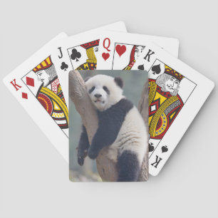 Cutest Baby djur Panda Bear Sleeping Baby Casinokort