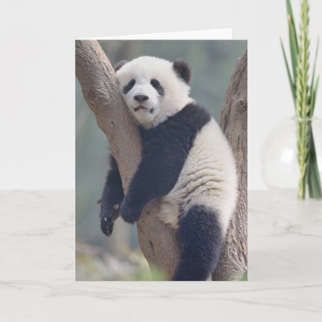 Cutest Baby djur | Panda Bear Sleeping Baby Kort (Framsida)