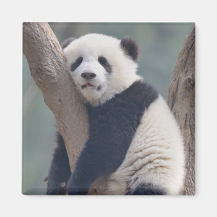 Cutest Baby djur Panda Bear Sleeping Baby Magnet