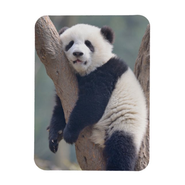 Cutest Baby djur | Panda Bear Sleeping Baby Magnet (Vertikal)