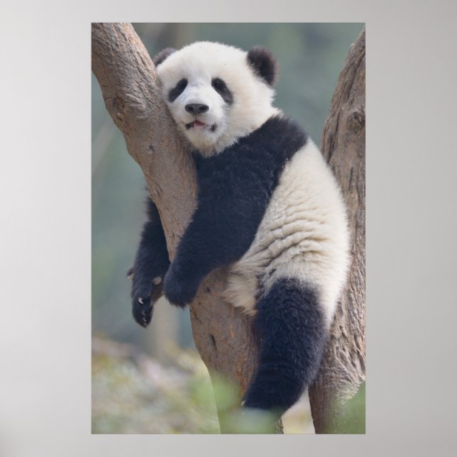 Cutest Baby djur | Panda Bear Sleeping Baby Poster (Framsidan)