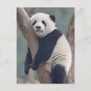 Cutest Baby djur   Panda Bear Sleeping Baby Vykort