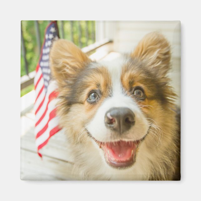 Cutest Baby djur | Patriotic Corgi Puppy Magnet (Framsidan)