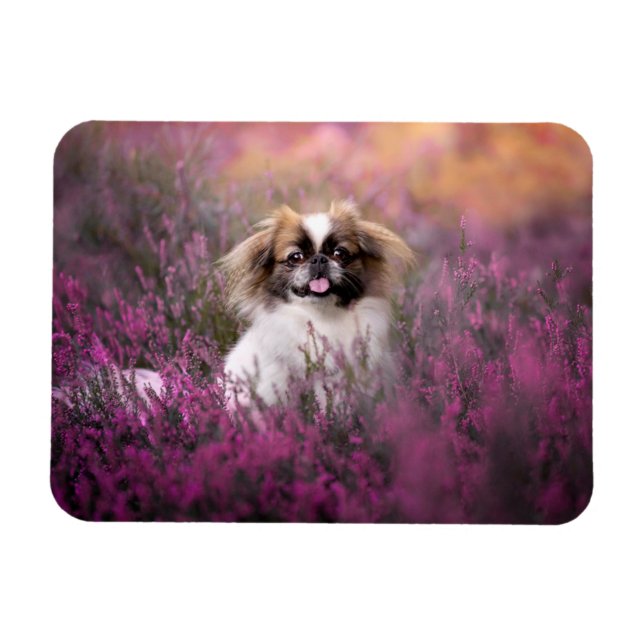 Cutest Baby djur | Pekingese Puppy Magnet (Horisontell)